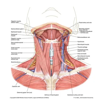 Анатомия мышц лица и шеи: фото с описанием и схемами |  | Дзен