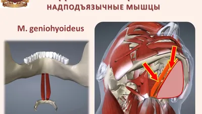 Homo sapiens Мышечная шея Анатомия кости, орган, другие, голова, человек  png | PNGWing