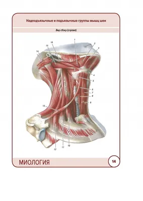 Позвонки шейные: анатомия, особенности и визуализация шейного отдела  позвоночника