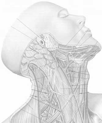 Иллюстрация 4 из 48 для Анатомия человека. Карточки. Миология - Сапин,  Николенко, Тимофеева | Лабиринт - книги. Источник: