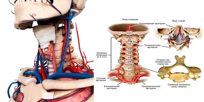 Боль в шее (шейном отделе) - причины, симптомы, лечение