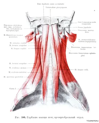 Шея. ⠀ Первая причина «так... - Врач Наталья Солдатенкова | Facebook