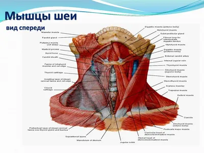 Шея человека рисунок - 76 фото