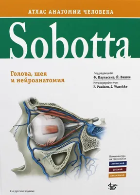 Двубрюшная мышца: анатомия, строение, триггерные точки