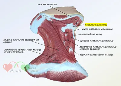 Мышцы шеи (вид спереди) - описание, заказать | Гэотар-мед