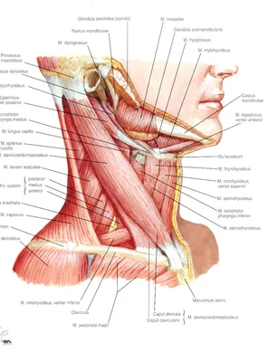 Анатомия Шеи Человека В Картинках – Telegraph