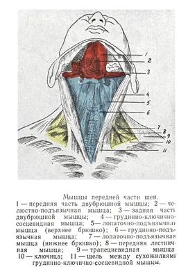 Строение шеи, старение и омоложение области шеи