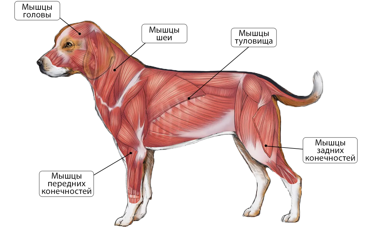 Мускулатура система анатомия собаки. Мышцы собаки анатомия. Мышцы туловища собаки анатомия. Мышечная система собаки схема.