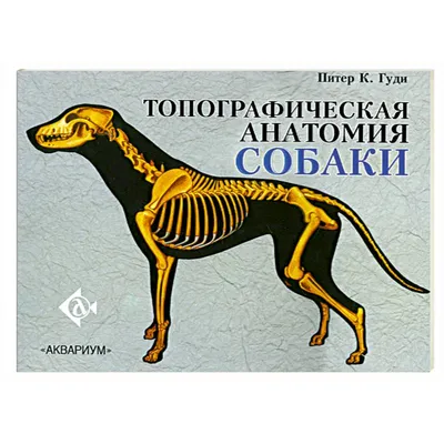 Анатомия собаки, внутреннее строение …» — создано в Шедевруме