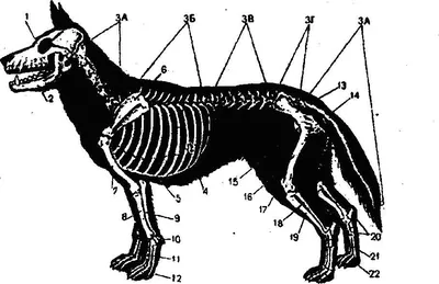Анатомия собаки | Пикабу