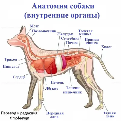 Анатомия собаки, внутренние органы Иллюстрация вектора - иллюстрации  насчитывающей сердце, циркуляторно: 116621652