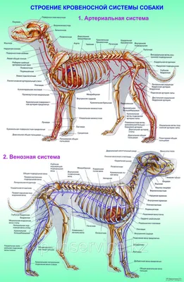 Купить Плакат "Анатомия собак" 84х57 см в Санкт-Петербурге, типография  Рубланк