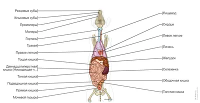 Анатомия пищеварительной системы собак | нАш нЯш | Дзен