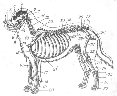 Анатомия органов собаки (67 фото) - картинки 