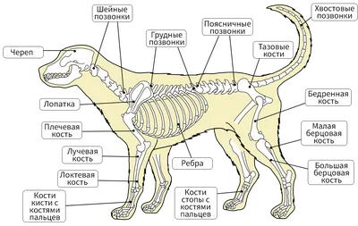 Внутренние органы собаки. Вид слева | Dog Internal Organs, Anatomy. Left |  Собаки, Ветеринария, Животные