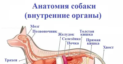 Барельефная модель «Внутреннее строение собаки» - Оборудование для  образования