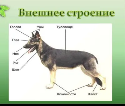 Раскраски скелет собаки (43 фото) » Картинки, раскраски и трафареты для  всех - 