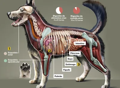 Сердце собаки - анатомия циркуляторной системы Стоковое Фото - изображение  насчитывающей млекопитающее, волк: 50368414