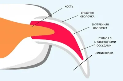 скелет собаки иллюстрация вектора. иллюстрации насчитывающей собака -  4830336