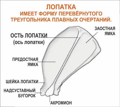 Анатомия скелеты и черепа - Скелет собаки, ANTM_1186 | 3D модель для ЧПУ  станка