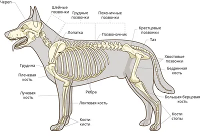 Анатомия Собаки — стоковые фотографии и другие картинки Собака - Собака,  Анатомия, Costal Surface - iStock