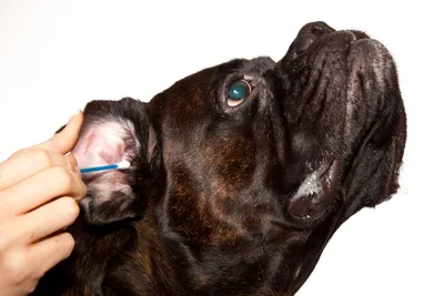 Улучшенная модель собаки из ПВХ натурального размера, высококачественная  медицинская ветеринарная биология, животное, Большой собачий скелет,  анатомическая искусственная кожа | AliExpress