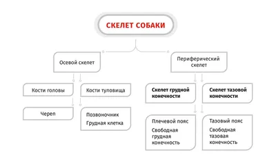 Строение собаки рисунок - 64 фото