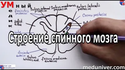 Спинной мозг: строение, расположение в теле, виды веществ из которых  формируется спинной мозг