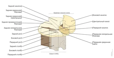 Строение спинного мозга -  - YouTube