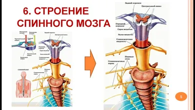 Анатомия: Серое вещество, substantia grisea. Передние рога, боковые рога,  задние рога спинного мозга