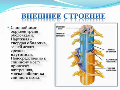 Спинной Мозг Рисунок 8 Класс (52 Фото)