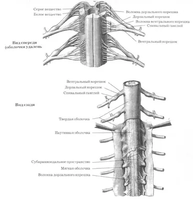 Общее строение спинного мозга - АНАТОМИЯ ЦЕНТРАЛЬНОЙ НЕРВНОЙ СИСТЕМЫ