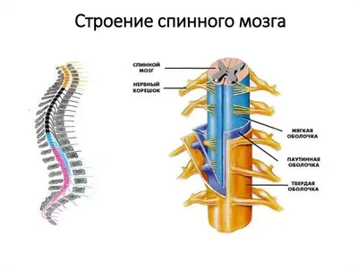 Строение спинного мозга человека | Победить ЕГЭ и ОГЭ 👈Подпишись — это  полезно! | Дзен