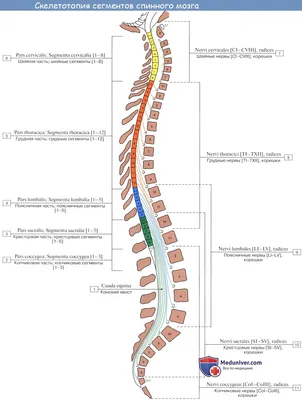 ПОЧЕМУ БОЛИТ СПИНА? Шейный, грудной и поясничный отделы позвоночника, спинной  мозг |  | Дзен