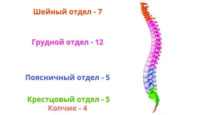 Тема 1: СПИННОЙ МОЗГ, ВНЕШНЕЕ И ВНУТРЕННЕЕ СТРОЕНИЕ. ОБОЛОЧКИ СПИННОГО