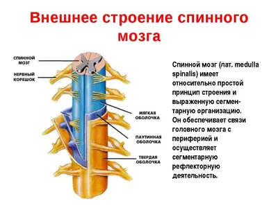 Анатомия: Корешки спинного мозга. Канатики, стволы, узлы, сегмент спинного  мозга