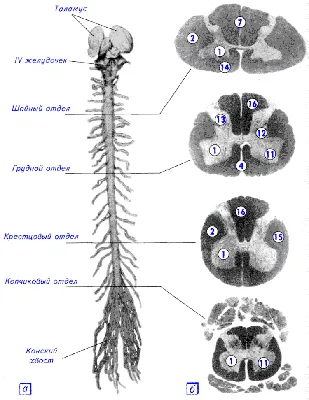 Спинной мозг схемы : нормальная анатомия | e-Anatomy