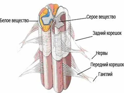 Рис. 7m. Спинной мозг