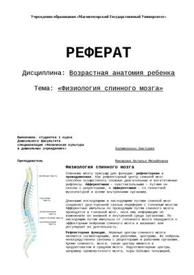 Барельефная модель «Строение спинного мозга человека» - Оборудование для  образования