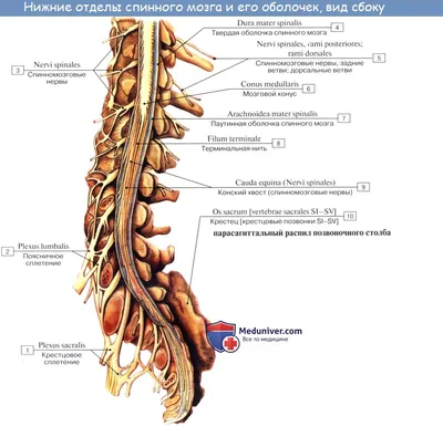 Хирургическая анатомия спинного мозга