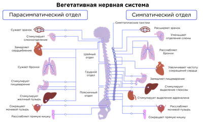 Анатомия: Оболочки спинного мозга. Твердая оболочка, паутинная оболочка,  мягкая оболочка спинного мозга