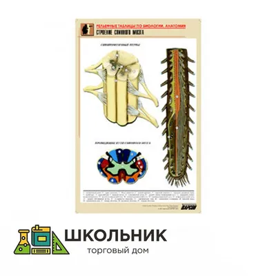 Строение спинного мозга человека | Победить ЕГЭ и ОГЭ 👈Подпишись — это  полезно! | Дзен