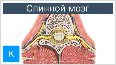 Головной и спинной мозг, подготовка к ЕГЭ по биологии