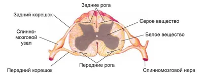 Спинной мозг схемы : нормальная анатомия | e-Anatomy