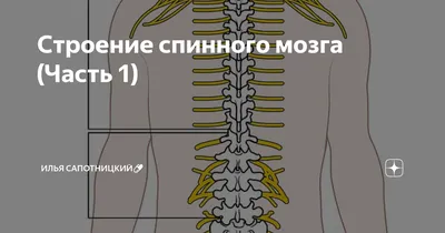 Анатомия: Строение спинного мозга