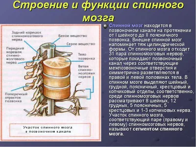 где в теле человека располагается спинной мозг и каково его строение? -  Школьные Знания.com