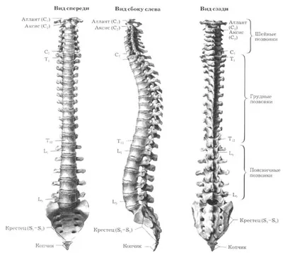 Спинной мозг. Строение. Рефлекторная дуга. Spinal cord structure - YouTube