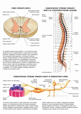 Строение и функции спинного мозга - Школьные Знания.com