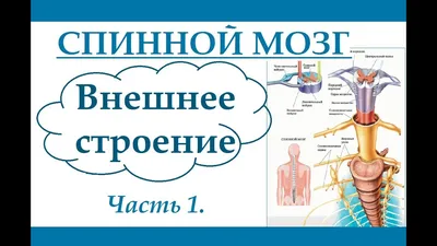 Строение спинного мозга человека; Арт: Б511.1Б-2 — Компания 2Д3Д