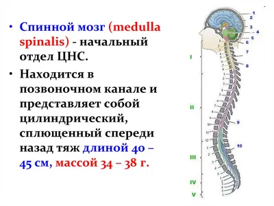 Анатомия: Кровоснабжение спинного мозга. Сосуды спинного мозга